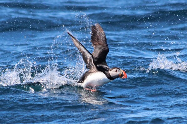puffin Atlantik Iceland Bespoke luxury travel FIT DMC PCO puffin Atlantik Iceland Bespoke luxury travel FIT DMC PCO